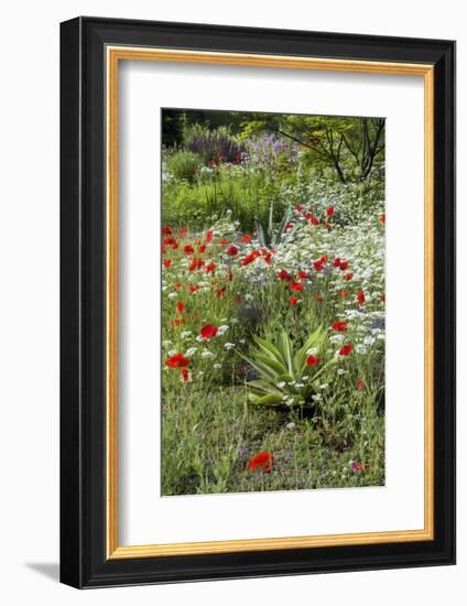 USA, Wayne, Pennsylvania. Summer Flowers in Chanticleer Garden-Jay O'brien-Framed Photographic Print