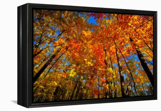 USA, West Lafayette, Indiana, Trees at the Celery Bog in Autumn-Rona Schwarz-Framed Premier Image Canvas