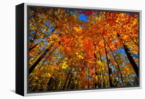 USA, West Lafayette, Indiana, Trees at the Celery Bog in Autumn-Rona Schwarz-Framed Premier Image Canvas