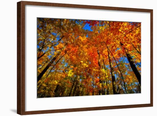 USA, West Lafayette, Indiana, Trees at the Celery Bog in Autumn-Rona Schwarz-Framed Photographic Print