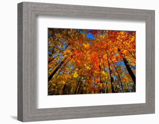 USA, West Lafayette, Indiana, Trees at the Celery Bog in Autumn-Rona Schwarz-Framed Photographic Print