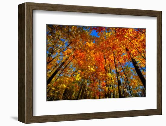 USA, West Lafayette, Indiana, Trees at the Celery Bog in Autumn-Rona Schwarz-Framed Photographic Print