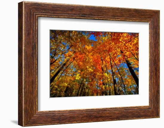 USA, West Lafayette, Indiana, Trees at the Celery Bog in Autumn-Rona Schwarz-Framed Photographic Print