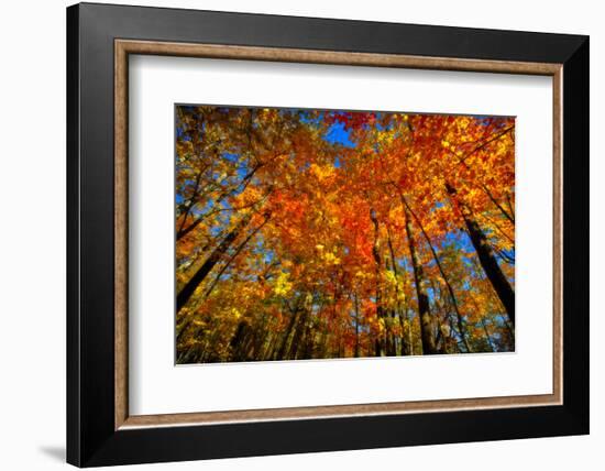 USA, West Lafayette, Indiana, Trees at the Celery Bog in Autumn-Rona Schwarz-Framed Photographic Print