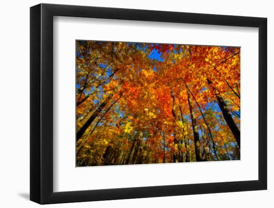 USA, West Lafayette, Indiana, Trees at the Celery Bog in Autumn-Rona Schwarz-Framed Photographic Print