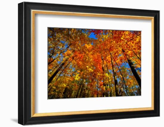 USA, West Lafayette, Indiana, Trees at the Celery Bog in Autumn-Rona Schwarz-Framed Photographic Print