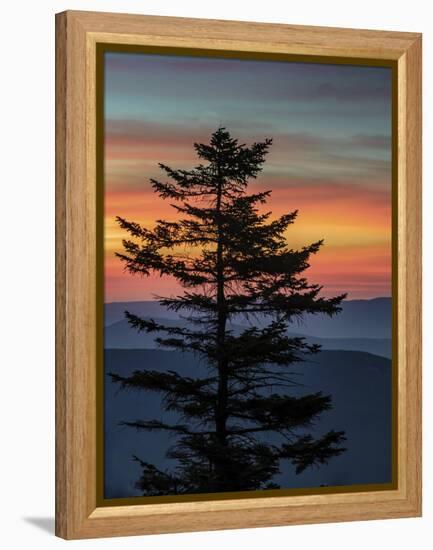 USA, West Virginia, Blackwater Falls State Park. Tree and landscape at sunset.-Jaynes Gallery-Framed Premier Image Canvas
