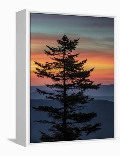 USA, West Virginia, Blackwater Falls State Park. Tree and landscape at sunset.-Jaynes Gallery-Framed Premier Image Canvas