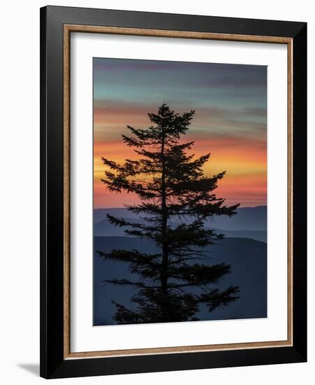 USA, West Virginia, Blackwater Falls State Park. Tree and landscape at sunset.-Jaynes Gallery-Framed Photographic Print