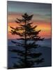 USA, West Virginia, Blackwater Falls State Park. Tree and landscape at sunset.-Jaynes Gallery-Mounted Photographic Print