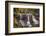 USA, West Virginia, Blackwater Falls State Park. Waterfall and forest scenic.-Jaynes Gallery-Framed Photographic Print