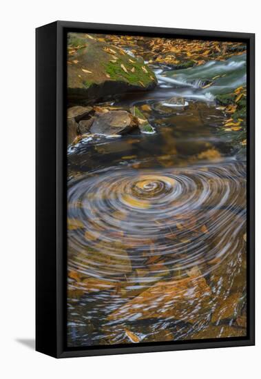 USA, West Virginia, Blackwater Falls State Park. Whirlpool in stream.-Jaynes Gallery-Framed Premier Image Canvas