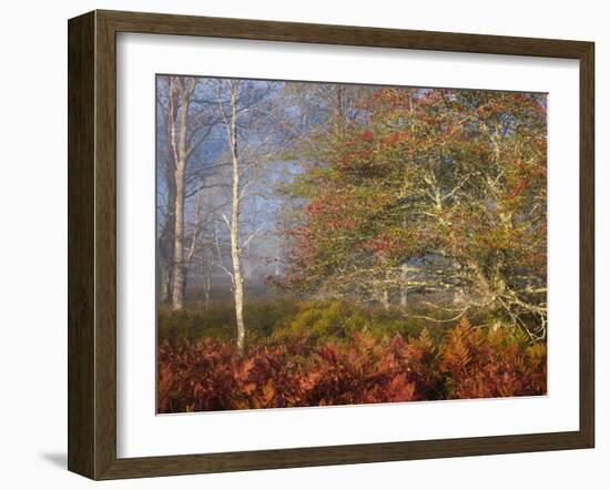 USA, West Virginia, Davis. Autumn colors in forest.-Jaynes Gallery-Framed Photographic Print