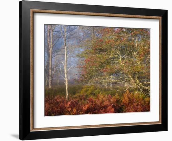 USA, West Virginia, Davis. Autumn colors in forest.-Jaynes Gallery-Framed Photographic Print