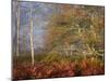 USA, West Virginia, Davis. Autumn colors in forest.-Jaynes Gallery-Mounted Photographic Print
