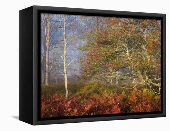 USA, West Virginia, Davis. Autumn colors in forest.-Jaynes Gallery-Framed Premier Image Canvas