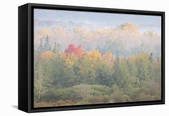 USA, West Virginia, Davis. Foggy forest in fall colors.-Jaynes Gallery-Framed Premier Image Canvas