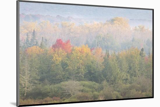 USA, West Virginia, Davis. Foggy forest in fall colors.-Jaynes Gallery-Mounted Photographic Print