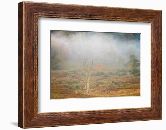 USA, West Virginia, Davis. Foggy forest in fall colors.-Jaynes Gallery-Framed Photographic Print