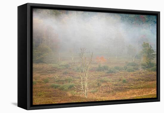 USA, West Virginia, Davis. Foggy forest in fall colors.-Jaynes Gallery-Framed Premier Image Canvas