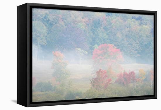 USA, West Virginia, Davis. Foggy forest in fall colors.-Jaynes Gallery-Framed Premier Image Canvas