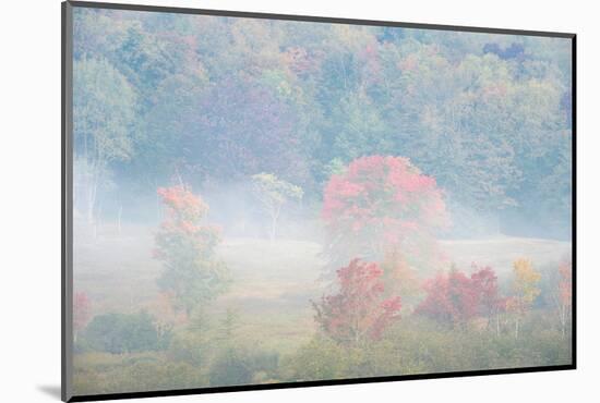 USA, West Virginia, Davis. Foggy forest in fall colors.-Jaynes Gallery-Mounted Photographic Print