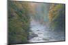 USA, West Virginia, Davis. Foggy stream in Blackwater State Park.-Jaynes Gallery-Mounted Photographic Print