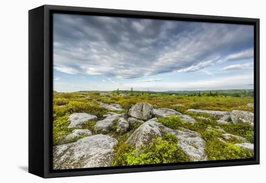 USA, West Virginia, Davis. Landscape in Dolly Sods Wilderness Area.-Jay O'brien-Framed Premier Image Canvas