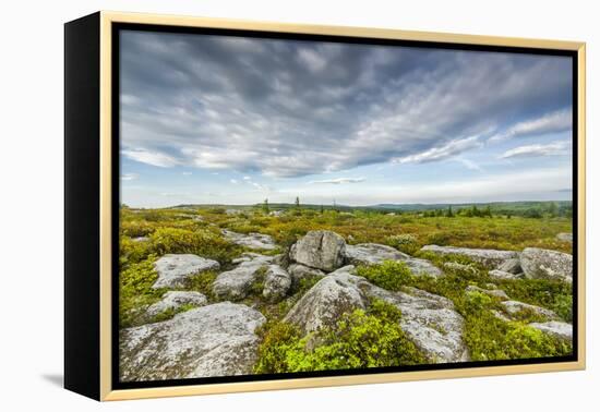 USA, West Virginia, Davis. Landscape in Dolly Sods Wilderness Area.-Jay O'brien-Framed Premier Image Canvas