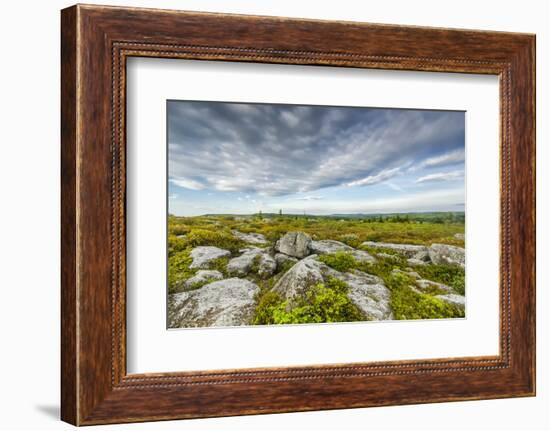 USA, West Virginia, Davis. Landscape in Dolly Sods Wilderness Area.-Jay O'brien-Framed Photographic Print
