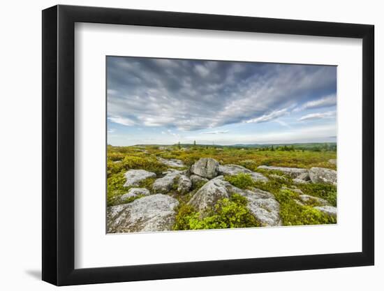 USA, West Virginia, Davis. Landscape in Dolly Sods Wilderness Area.-Jay O'brien-Framed Photographic Print