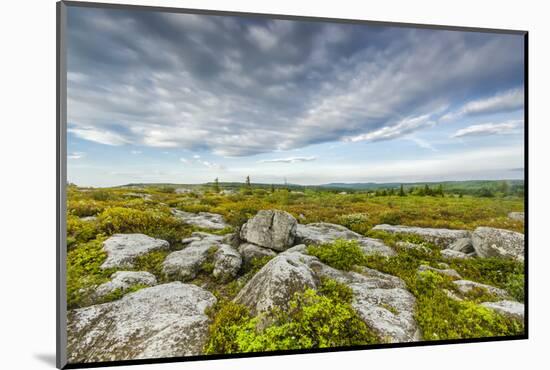 USA, West Virginia, Davis. Landscape in Dolly Sods Wilderness Area.-Jay O'brien-Mounted Photographic Print