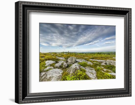 USA, West Virginia, Davis. Landscape in Dolly Sods Wilderness Area.-Jay O'brien-Framed Photographic Print