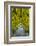 USA, Whidbey Island, Langley. Golden Chain Tree on a Metal Frame-Richard Duval-Framed Photographic Print