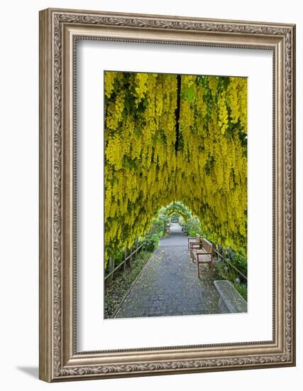 USA, Whidbey Island, Langley. Golden Chain Tree on a Metal Frame-Richard Duval-Framed Photographic Print