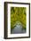 USA, Whidbey Island, Langley. Golden Chain Tree on a Metal Frame-Richard Duval-Framed Photographic Print