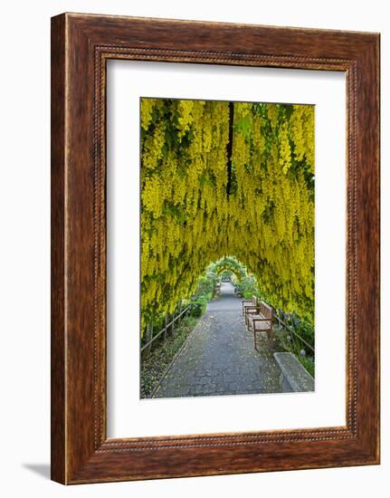 USA, Whidbey Island, Langley. Golden Chain Tree on a Metal Frame-Richard Duval-Framed Photographic Print