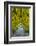 USA, Whidbey Island, Langley. Golden Chain Tree on a Metal Frame-Richard Duval-Framed Photographic Print