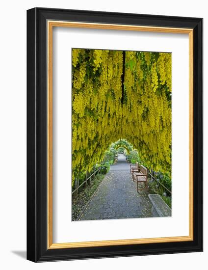USA, Whidbey Island, Langley. Golden Chain Tree on a Metal Frame-Richard Duval-Framed Photographic Print