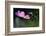 USA, Wilmington, Delaware. Close-Up of Cosmos Flower and Bud-Jaynes Gallery-Framed Photographic Print