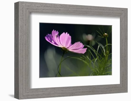 USA, Wilmington, Delaware. Close-Up of Cosmos Flower and Bud-Jaynes Gallery-Framed Photographic Print