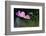 USA, Wilmington, Delaware. Close-Up of Cosmos Flower and Bud-Jaynes Gallery-Framed Photographic Print