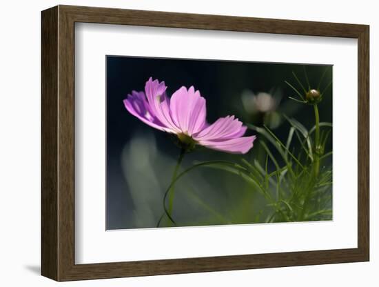 USA, Wilmington, Delaware. Close-Up of Cosmos Flower and Bud-Jaynes Gallery-Framed Photographic Print