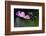 USA, Wilmington, Delaware. Close-Up of Cosmos Flower and Bud-Jaynes Gallery-Framed Photographic Print