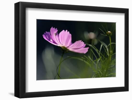 USA, Wilmington, Delaware. Close-Up of Cosmos Flower and Bud-Jaynes Gallery-Framed Photographic Print