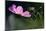 USA, Wilmington, Delaware. Close-Up of Cosmos Flower and Bud-Jaynes Gallery-Mounted Photographic Print