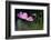 USA, Wilmington, Delaware. Close-Up of Cosmos Flower and Bud-Jaynes Gallery-Framed Photographic Print