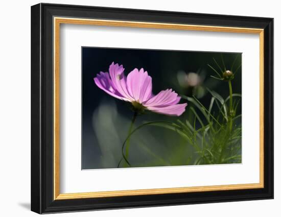 USA, Wilmington, Delaware. Close-Up of Cosmos Flower and Bud-Jaynes Gallery-Framed Photographic Print