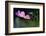 USA, Wilmington, Delaware. Close-Up of Cosmos Flower and Bud-Jaynes Gallery-Framed Photographic Print