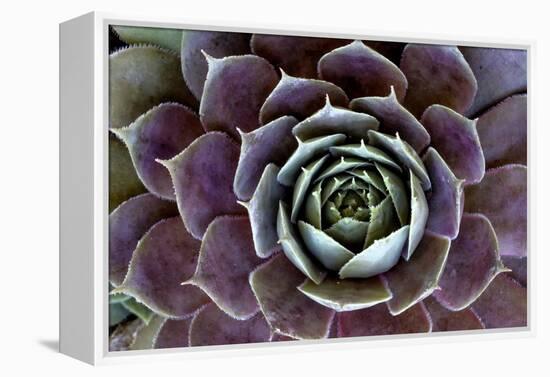 USA, Wilmington, Delaware. Close-Up of Hen and Chick Plant-Jaynes Gallery-Framed Premier Image Canvas